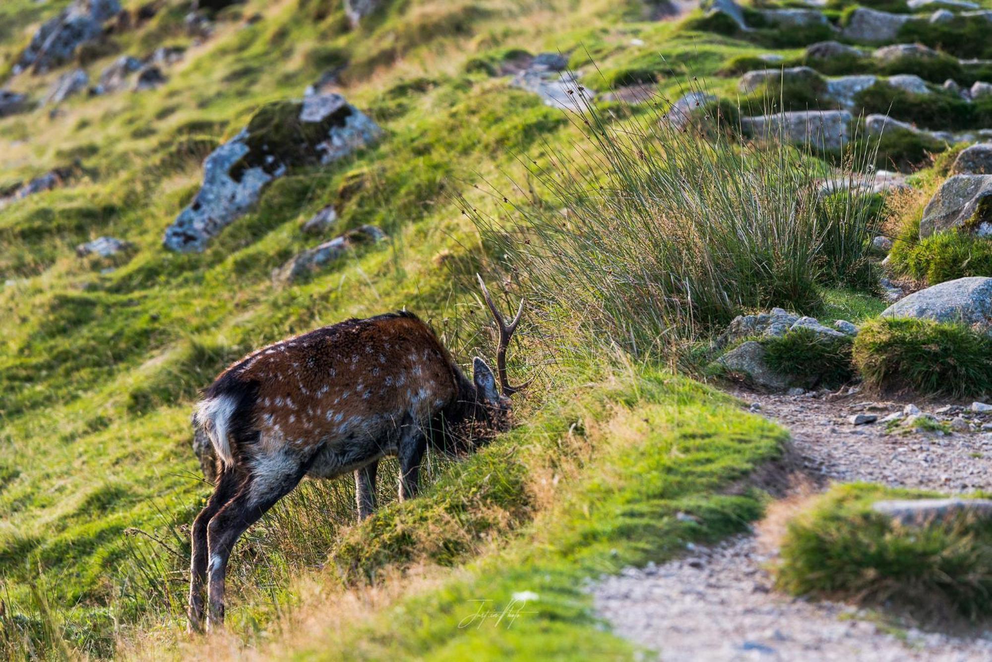 Glendalough International Youth Hostel Laragh Luaran gambar